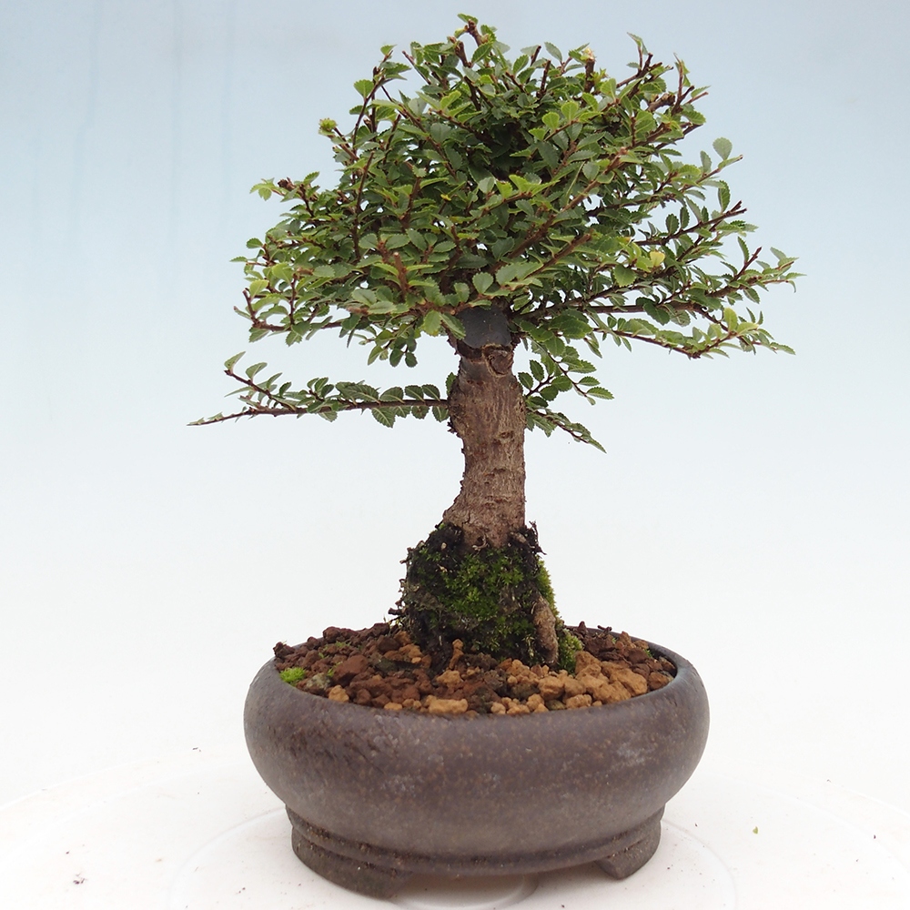 Kültéri bonsai - Ulmus parvifolia Hokkaido - Kínai szil - Ulmus parvifolia Hokkaido