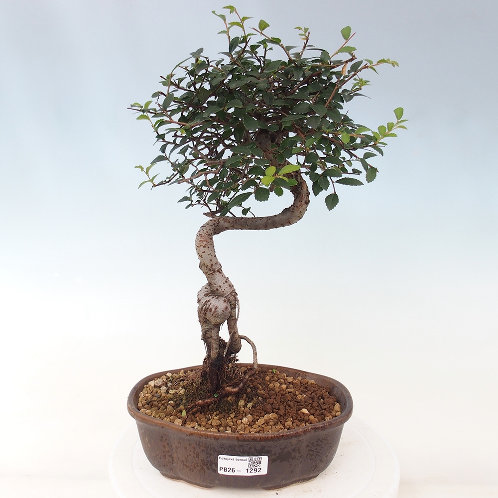 Szobai bonsai - Ulmus parvifolia - Kislevelű szilfa