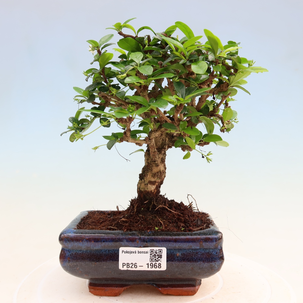 Szobai bonsai - Carmona macrophylla - Tea fuki