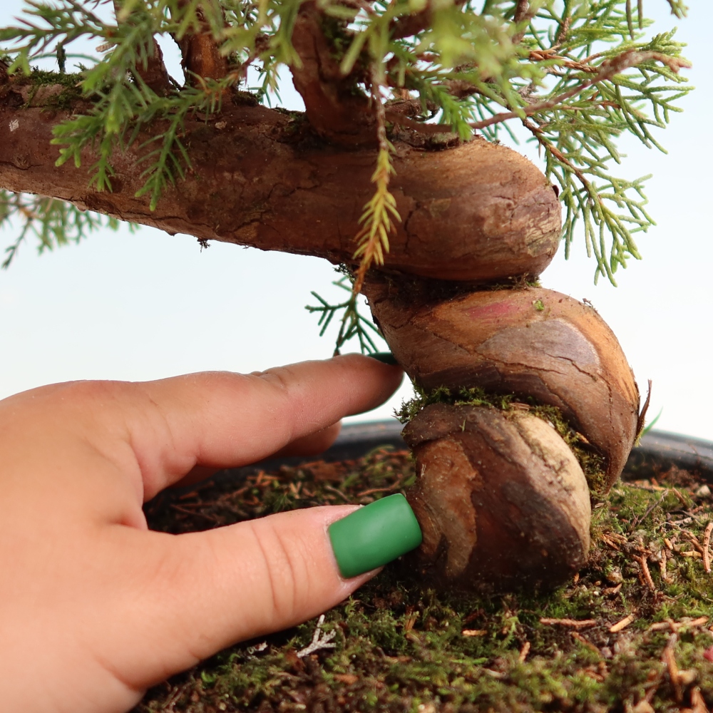 Kültéri bonsai - Juniperus chinensis Itoigawa-Juniperus chinensis
