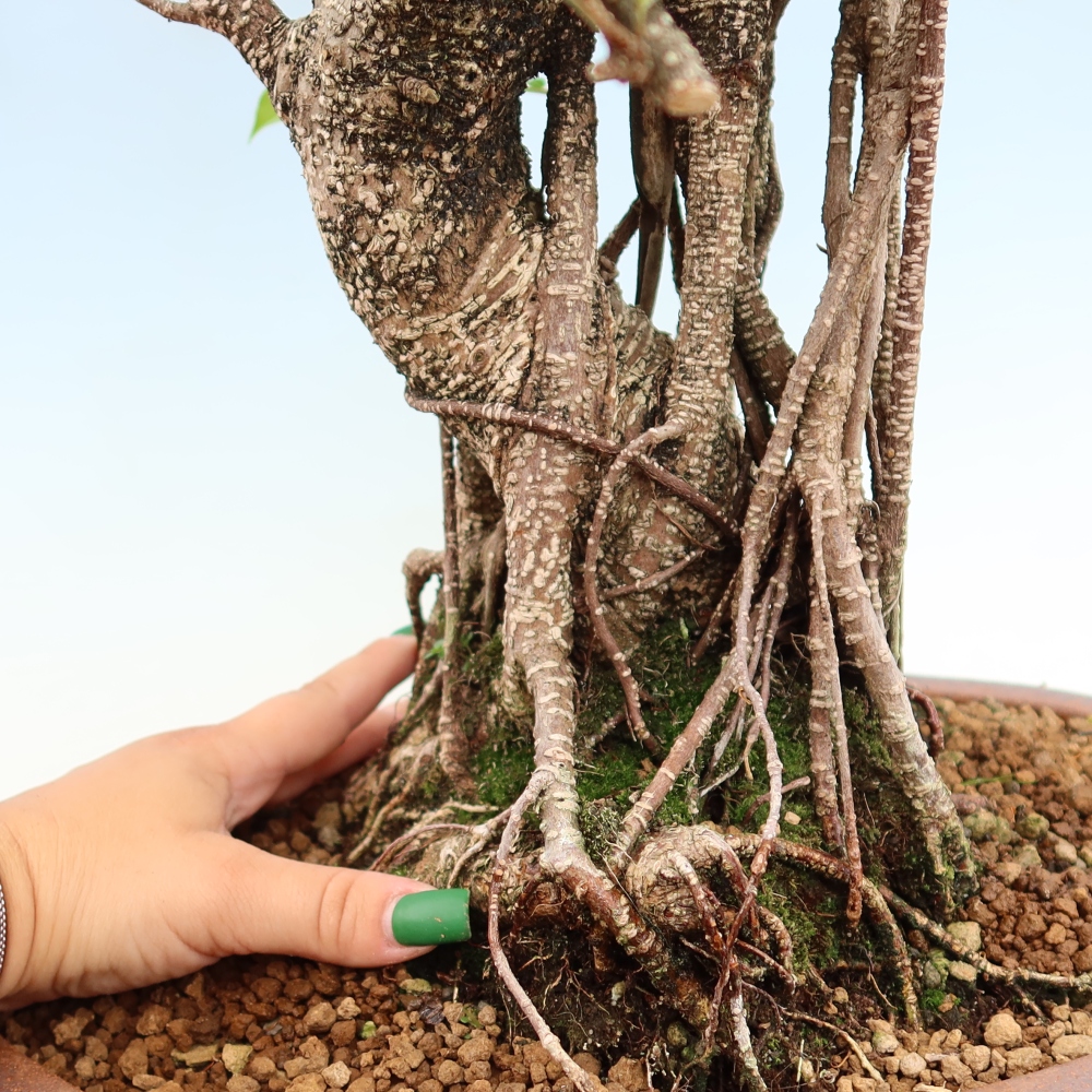 Szobai bonsai - Ficus kimmen - kislevelű fikusz