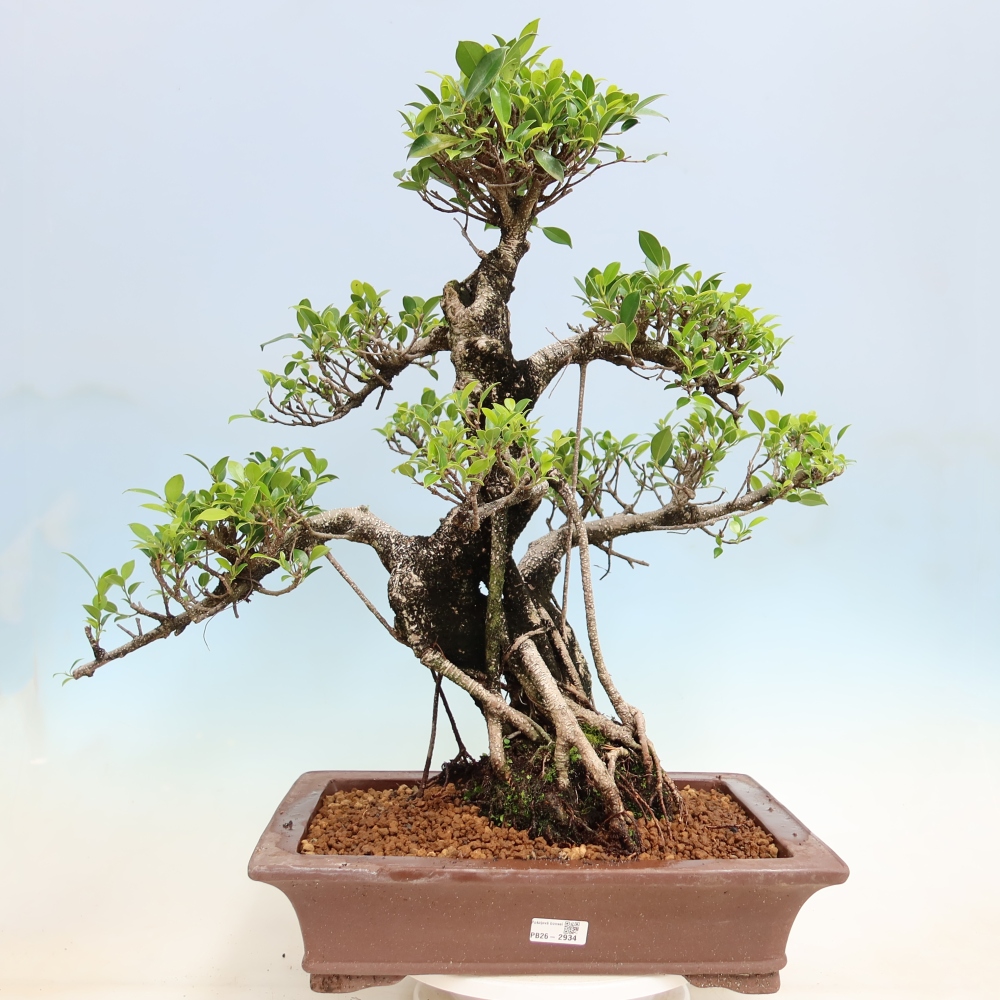 Szobai bonsai - Ficus kimmen - kislevelű fikusz