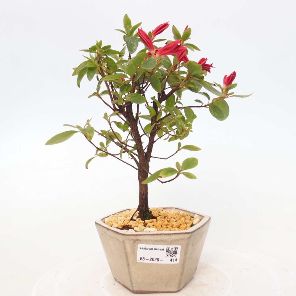 Kültéri bonsai - japán azálea - Azalea sp.