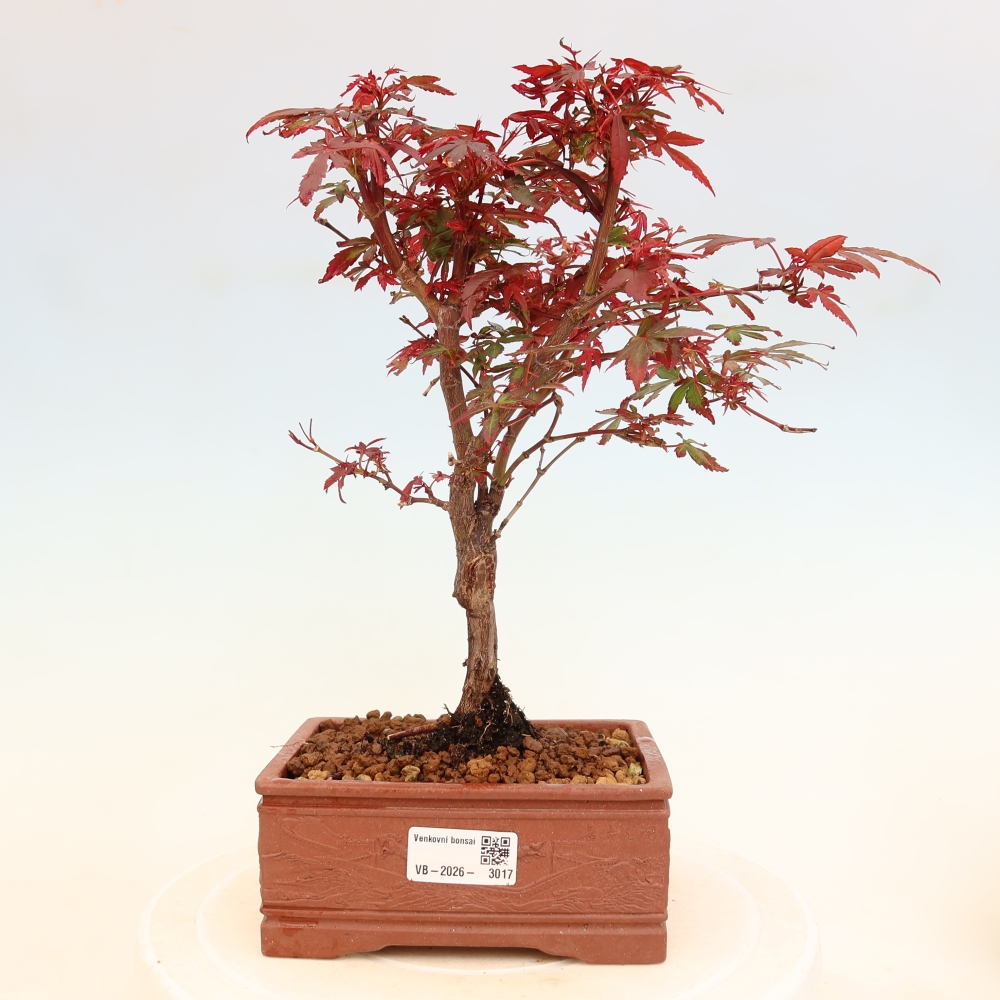 Kültéri bonsai – tenyérlevelű juhar – Acer palmatum Berry Broom 