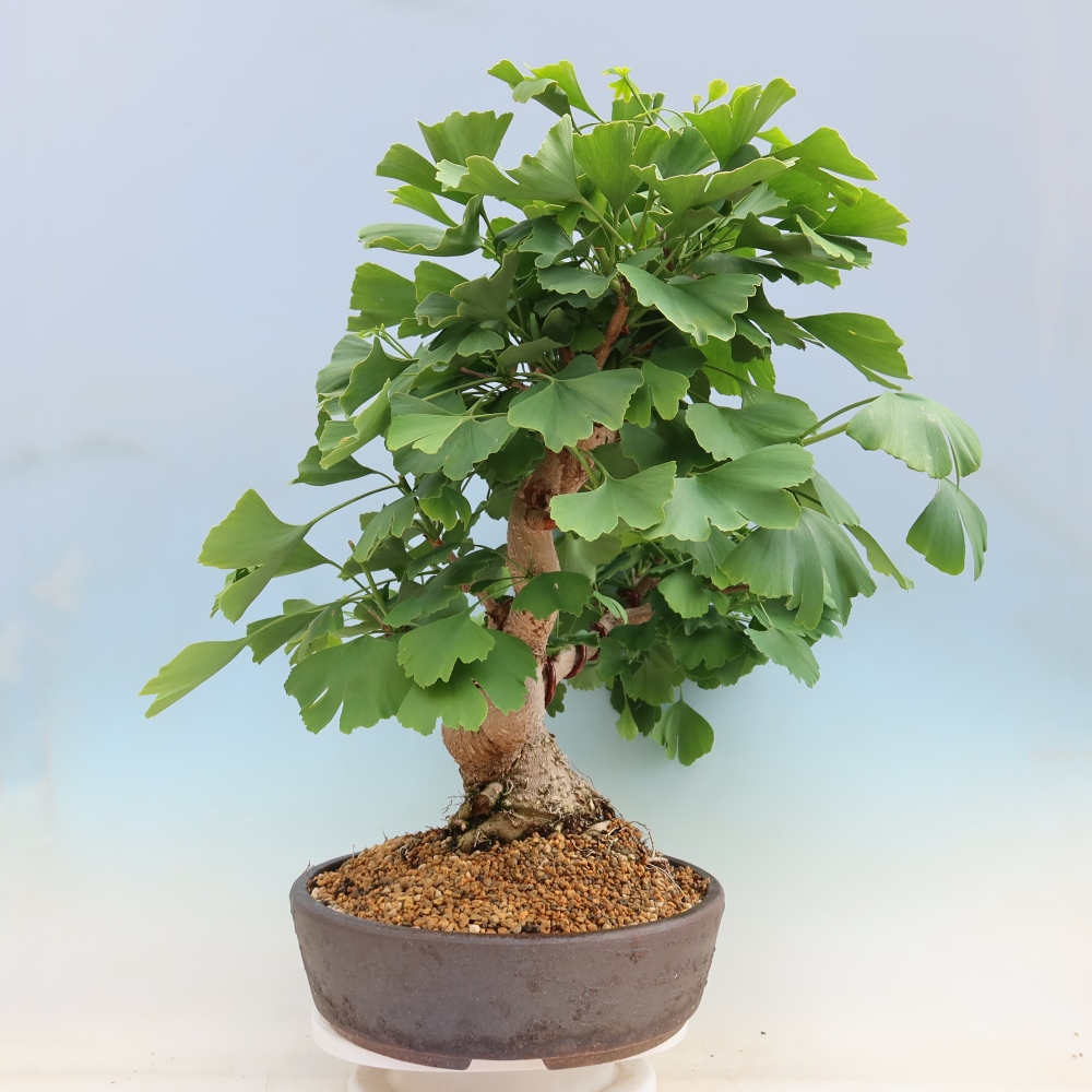 Kültéri bonsai - Ginkgo biloba - Ginkgo biloba