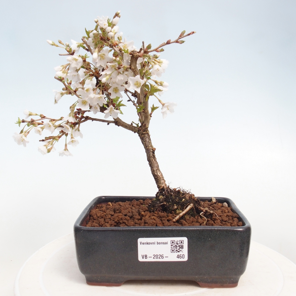 Kültéri bonsai - Prunus incisa Kojou-no mai-Plivon kivágva