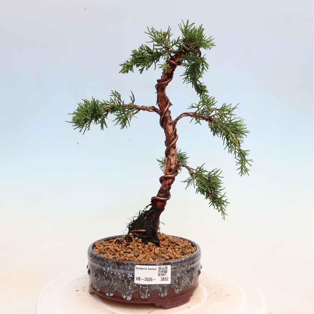 Kültéri bonsai - Juniperus chinensis Kishu