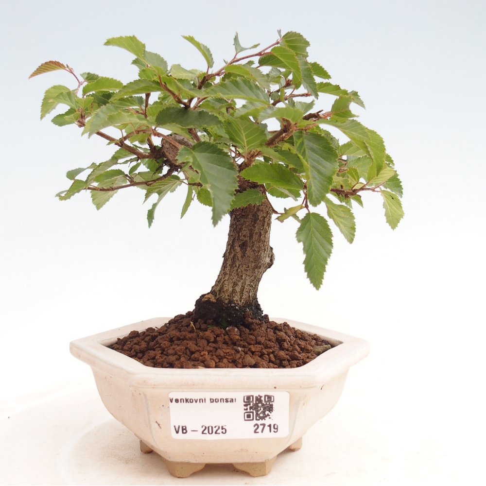 Kültéri bonsai -Carpinus CARPINOIDES - Koreai gyertyánfa