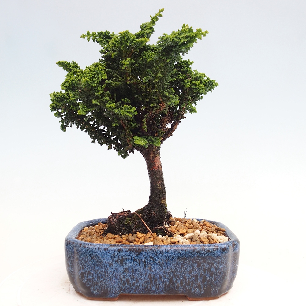 Kültéri bonsai - Cham. obtusa SEKKA HINOKI - Cifra ciprus