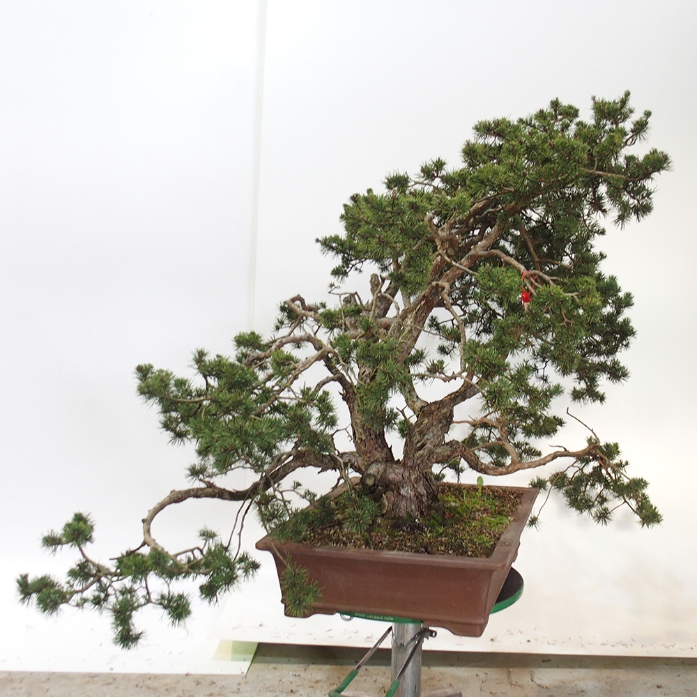 Yamadori - Pinus sylvestris Spanyolország