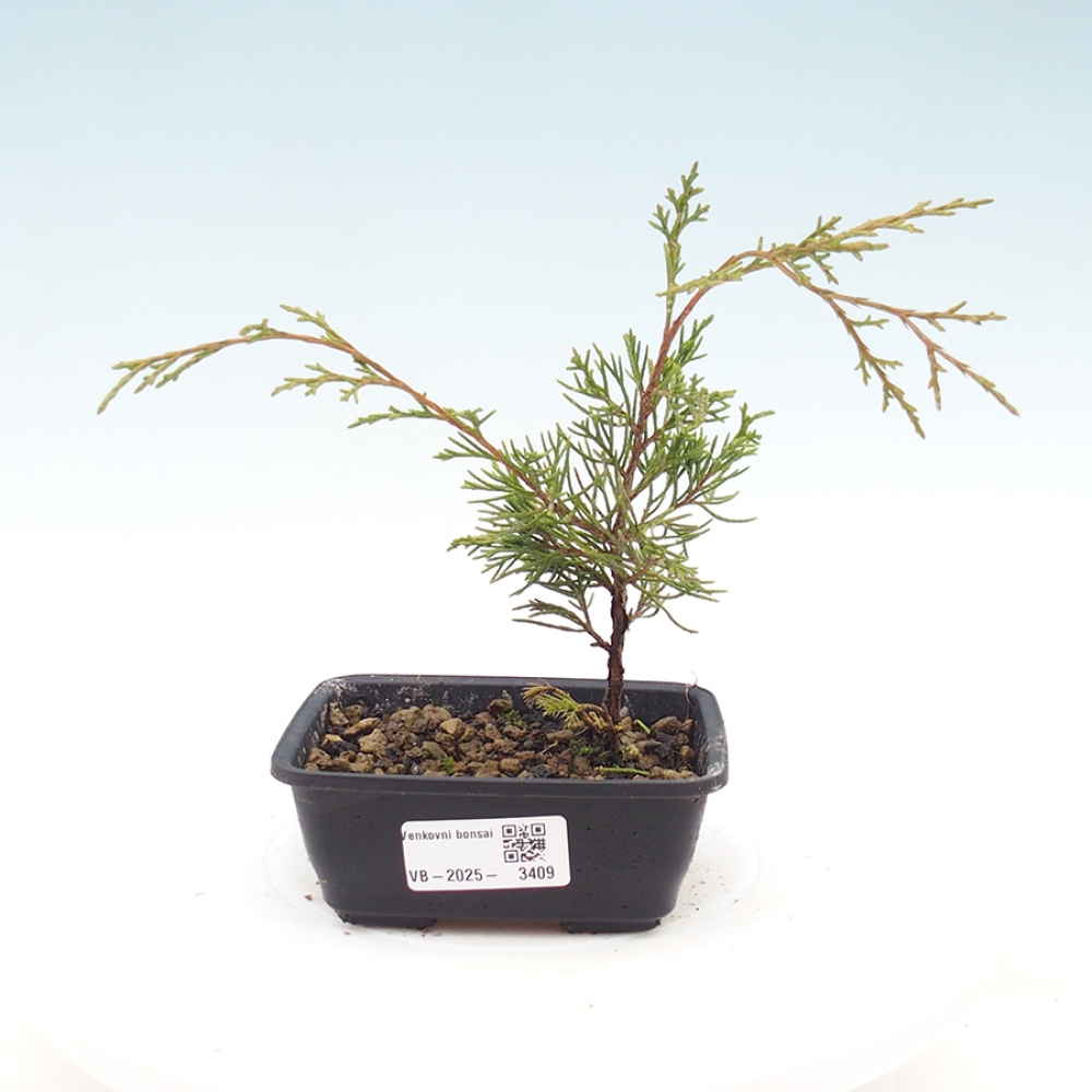 Kültéri bonsai - Juniperus chinensis Itoigawa
