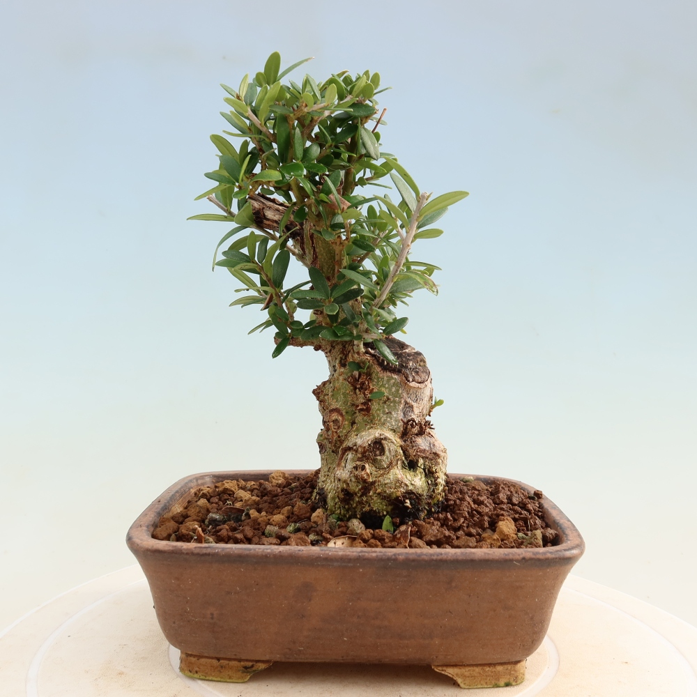Beltéri bonsai - Olea europaea sylvestris