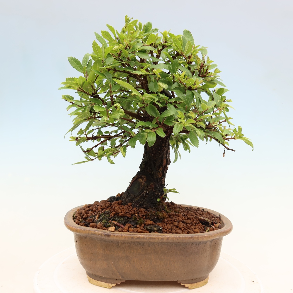 Kültéri bonsai - Zelkova - Zelkova NIRE