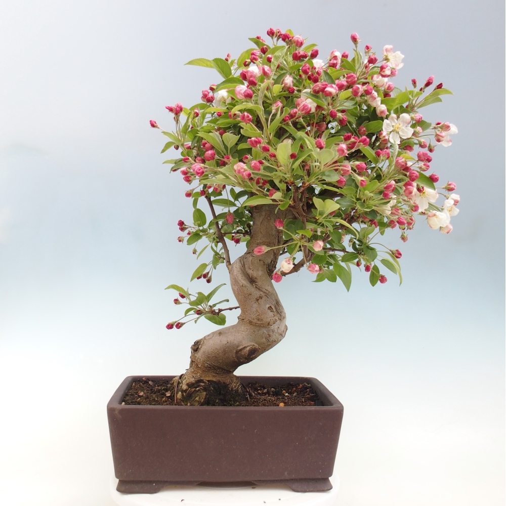 Kültéri bonsai -Malus halliana - Kis gyümölcsű almafa