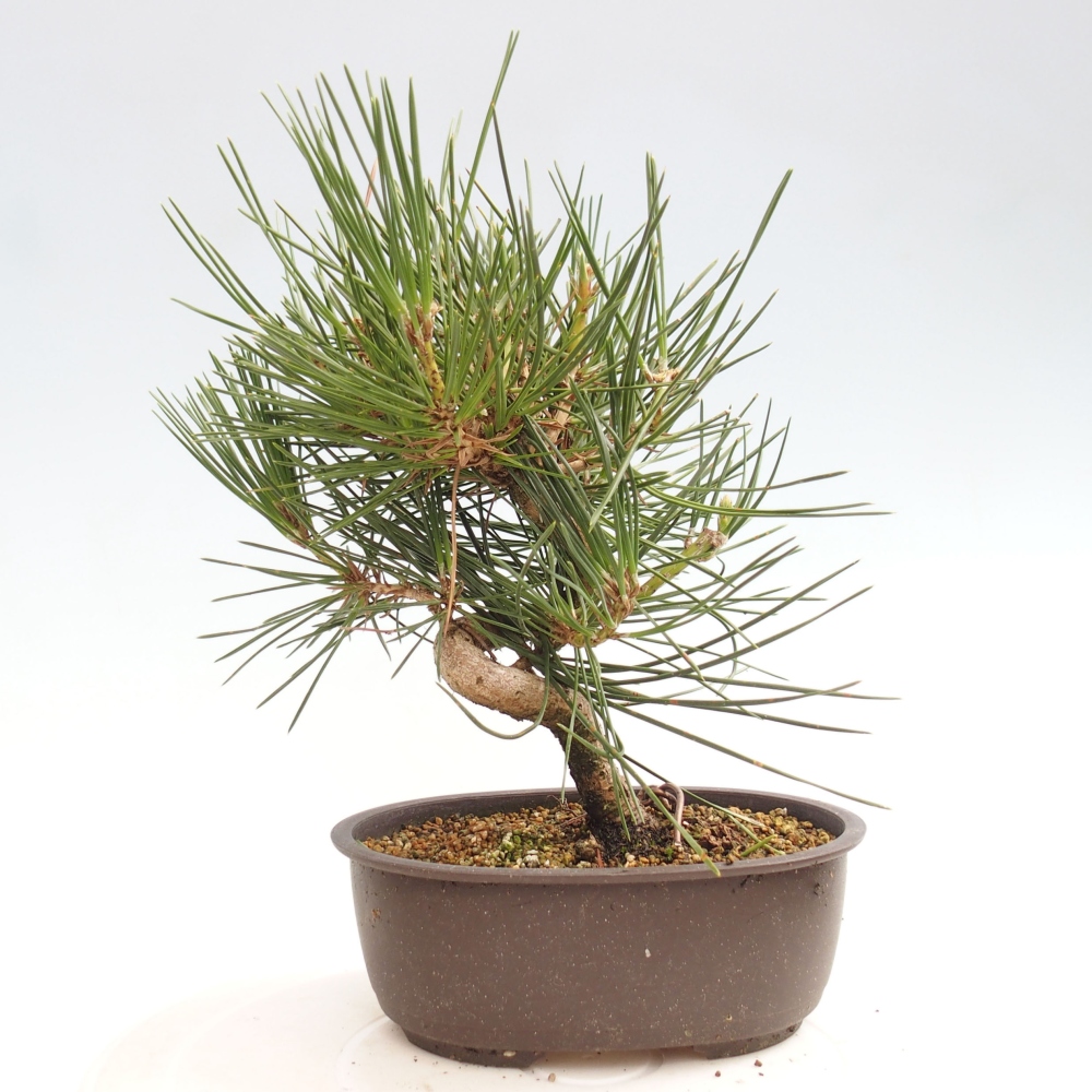 Kültéri bonsai - Pinus thunbergii - Thunberg fenyő