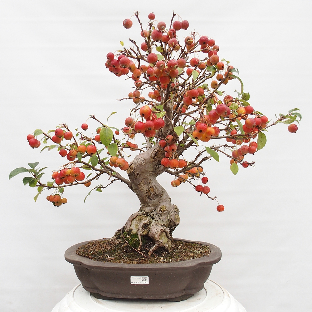 Kültéri bonsai -Malus halliana - Kis gyümölcsű almafa