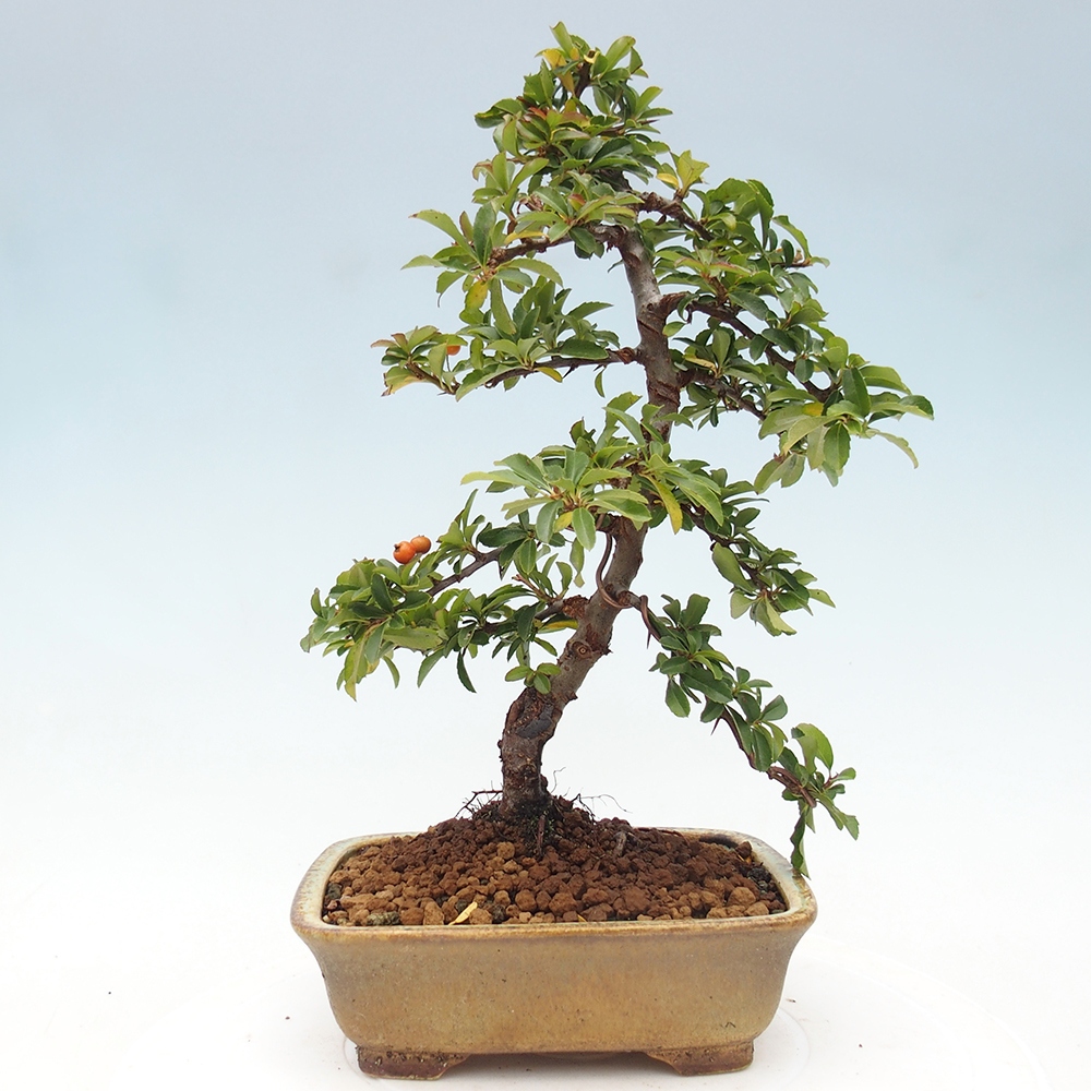 Kültéri bonsai-Pyracantha Teton - Hlox