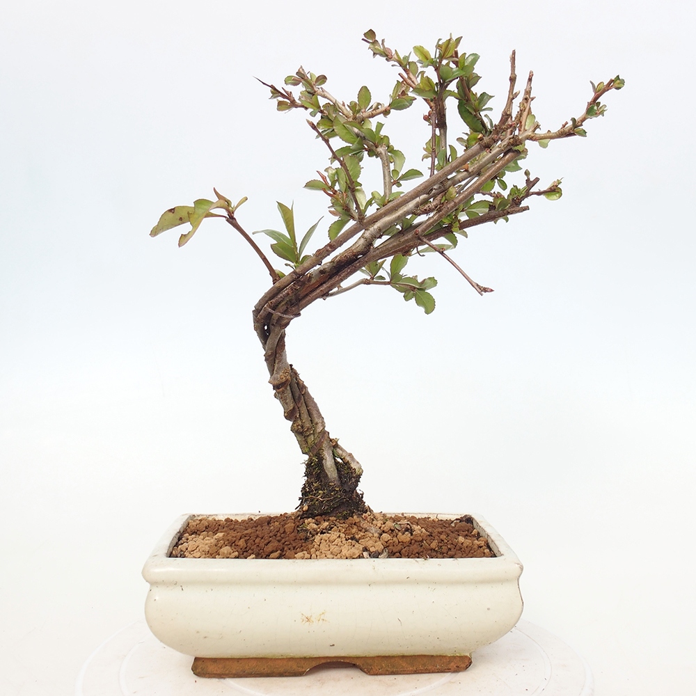 Kültéri bonsai - Chaneomeles sup. Nicoline - birs