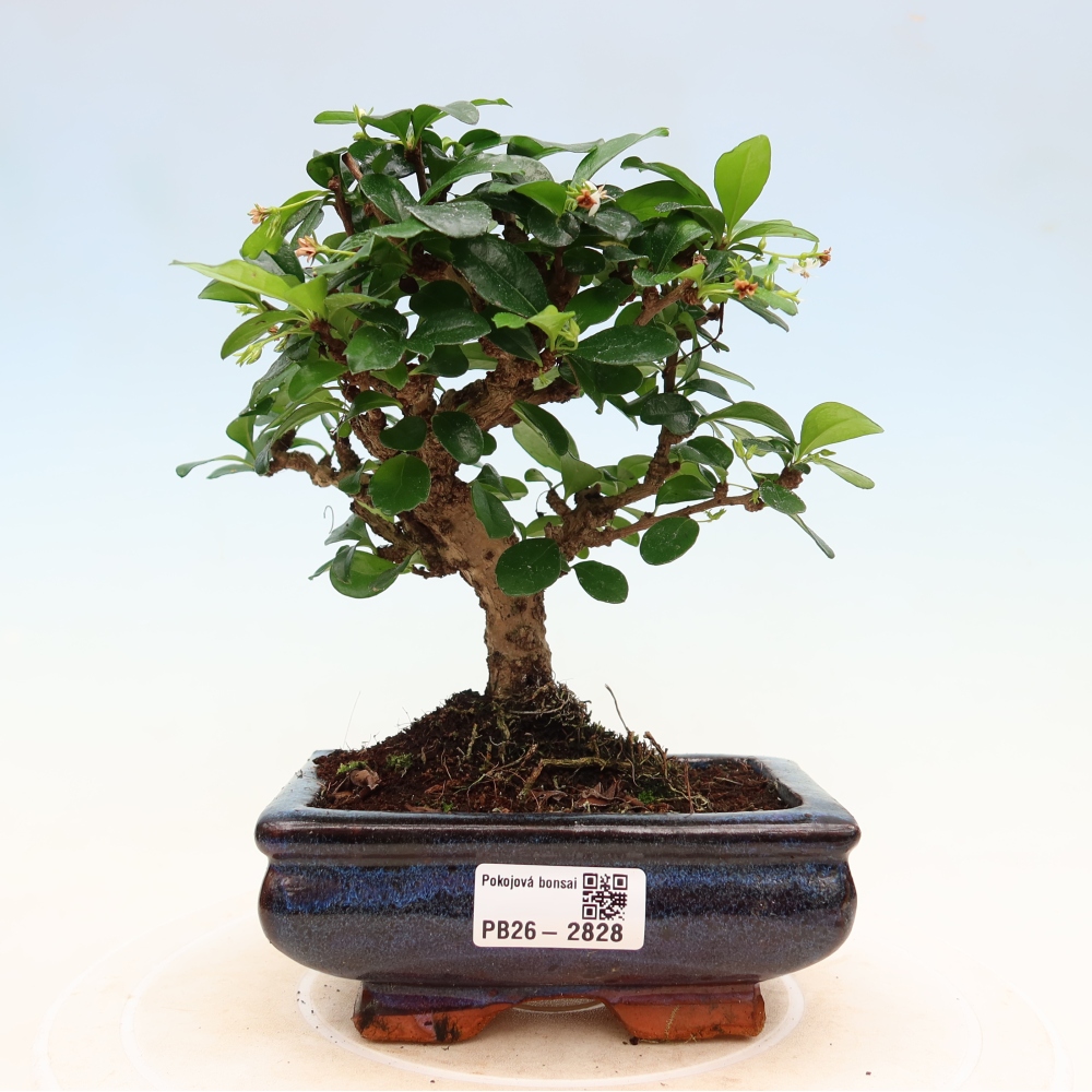 Szobai bonsai - Carmona macrophylla - Tea fuki