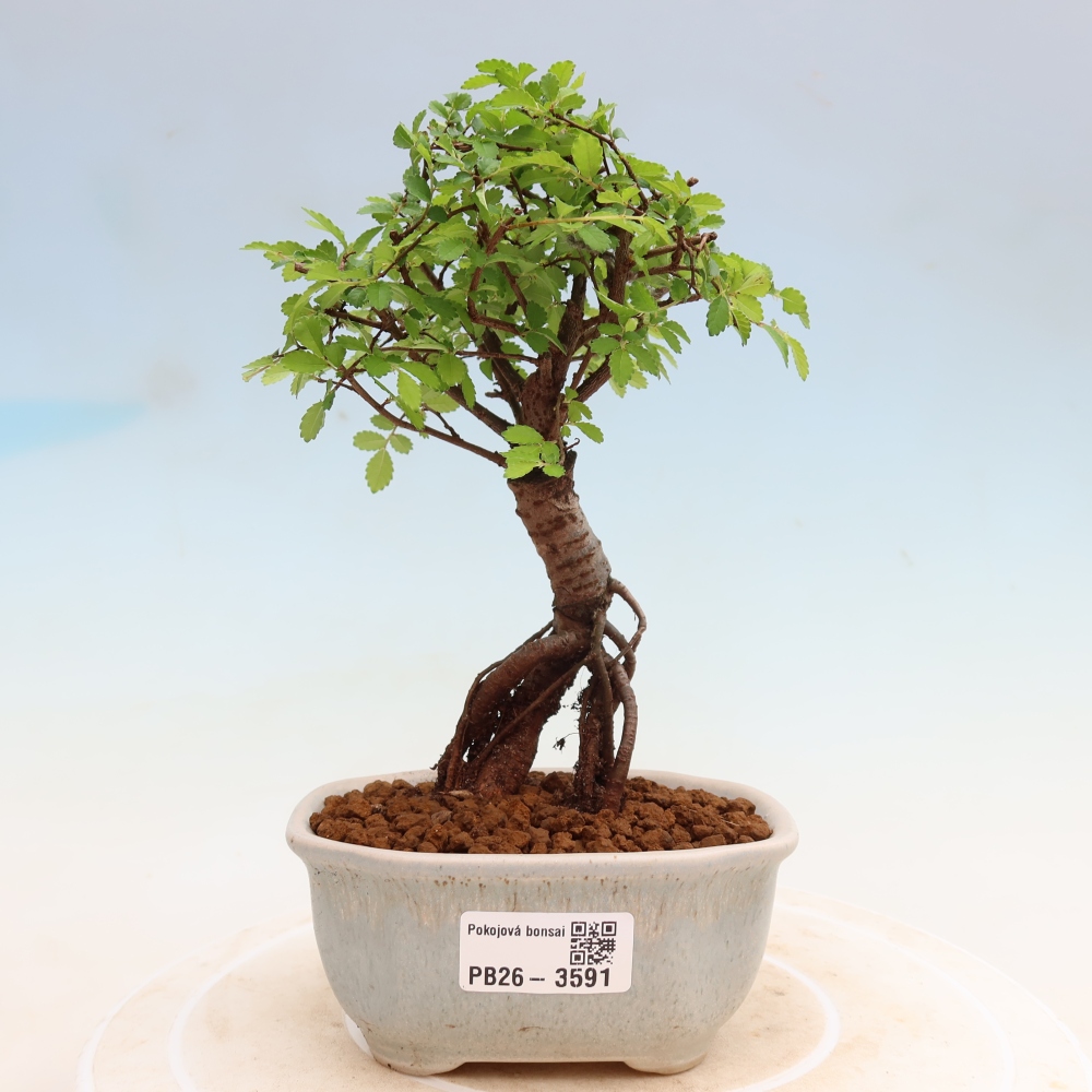 Szobai bonsai - Ulmus parvifolia - Kislevelű szilfa