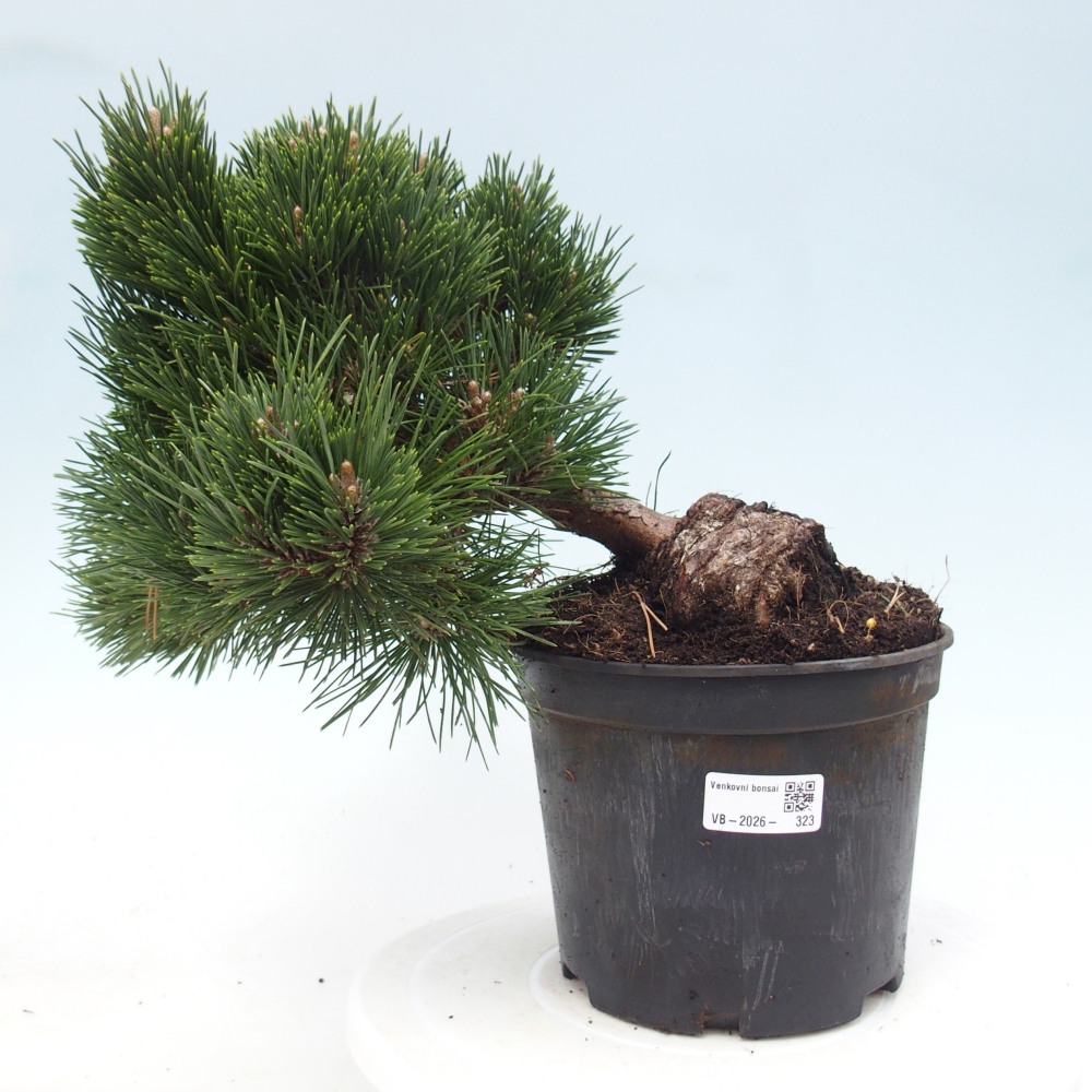 Kültéri bonsai - Pinus thunbergii senjyumaru - Thunberg fenyő
