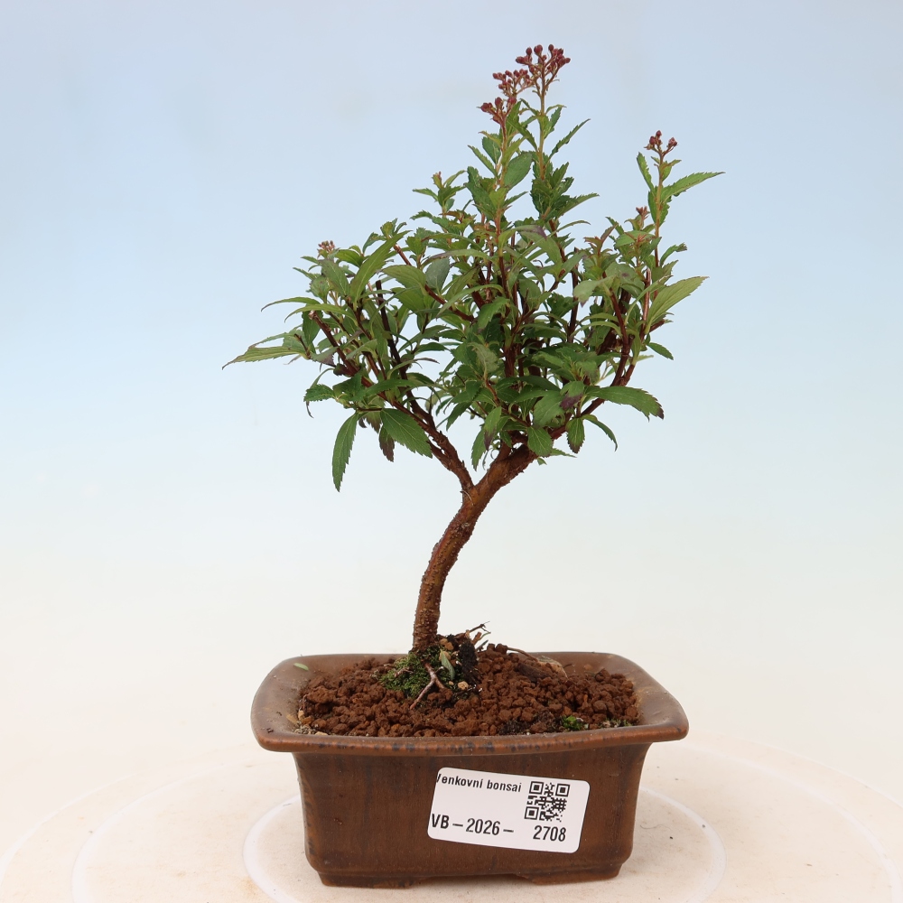 Kültéri bonsai – japán spirea – Spirea japonica Anthony Waterer