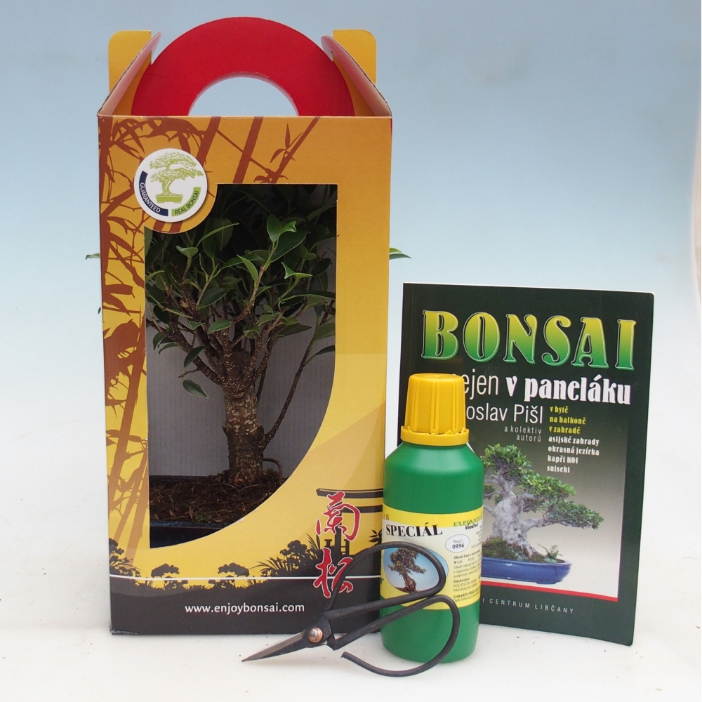 Szobai bonsai ajándékdobozban Ficus retusa - Kislevelű fikusz