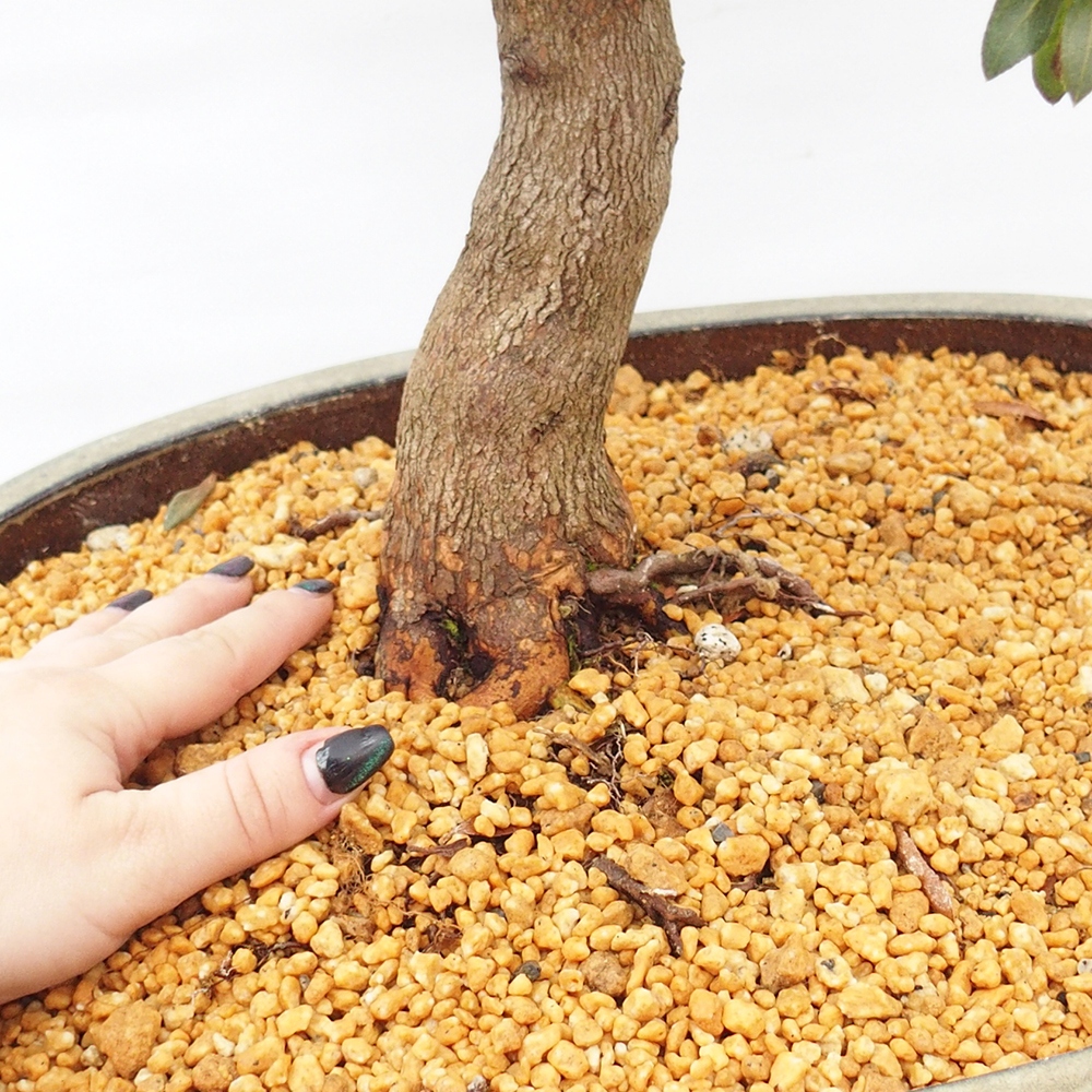 Kültéri bonsai - japán azálea - Azálea CHIHIRO