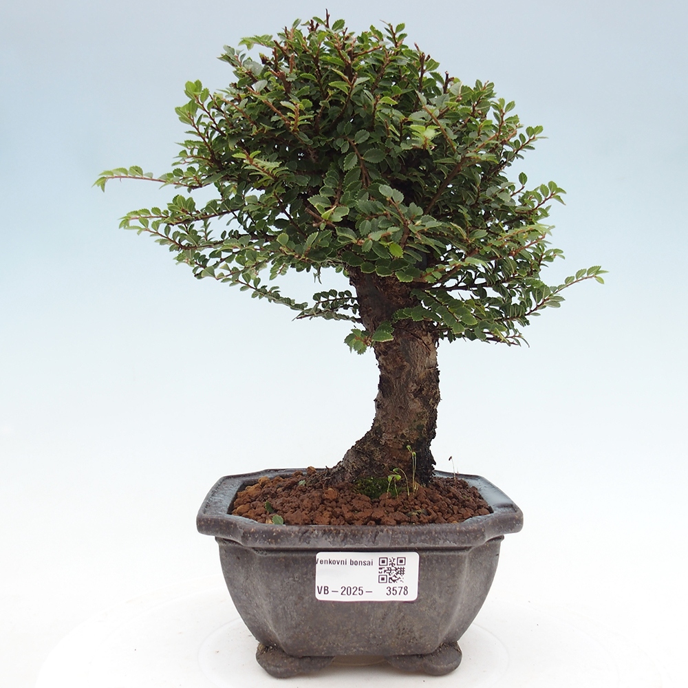 Kültéri bonsai - Ulmus parvifolia Hokkaido - Kínai szil - Ulmus parvifolia Hokkaido