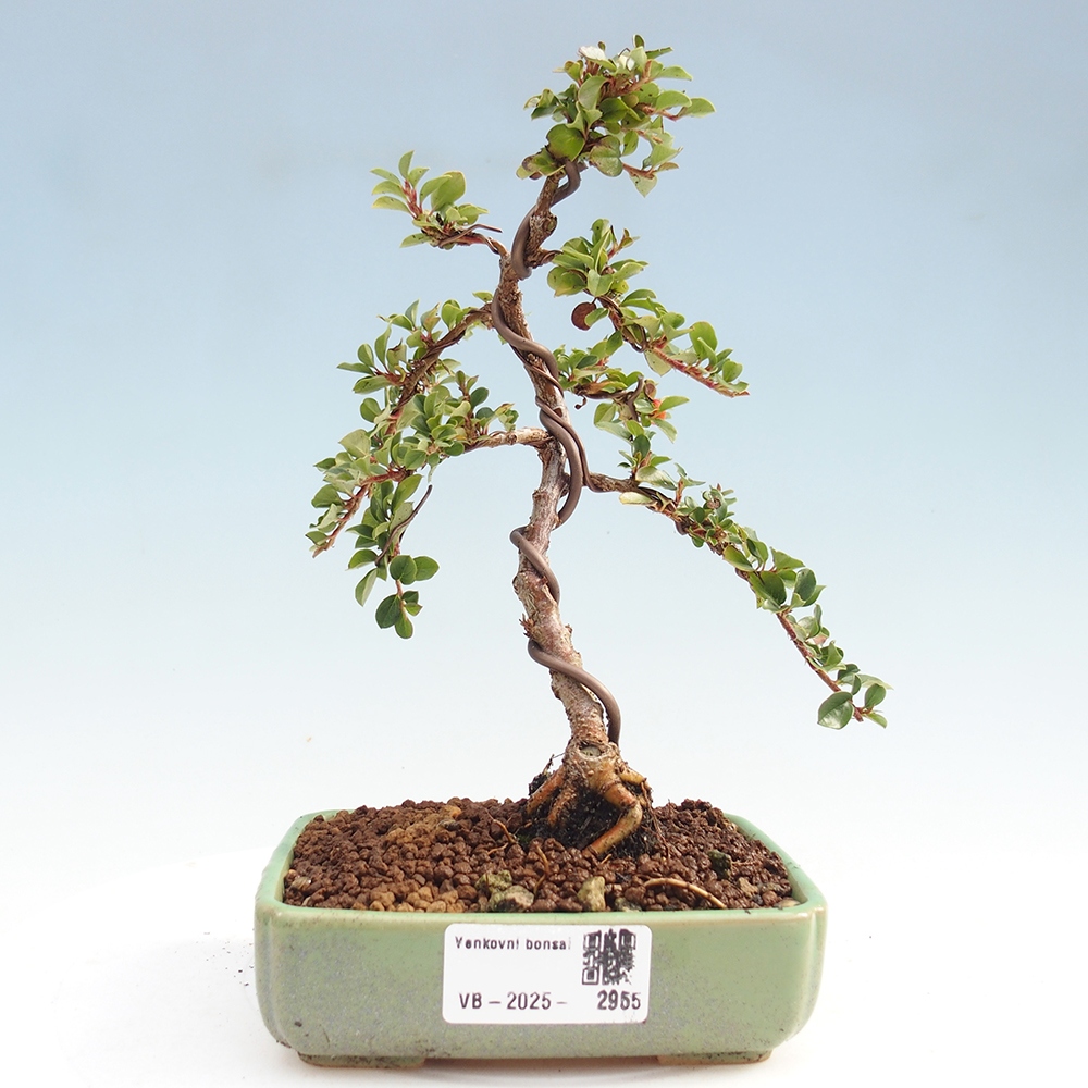 Kültéri bonsai - Cotoneaster horizontalis - Rocky Mountain