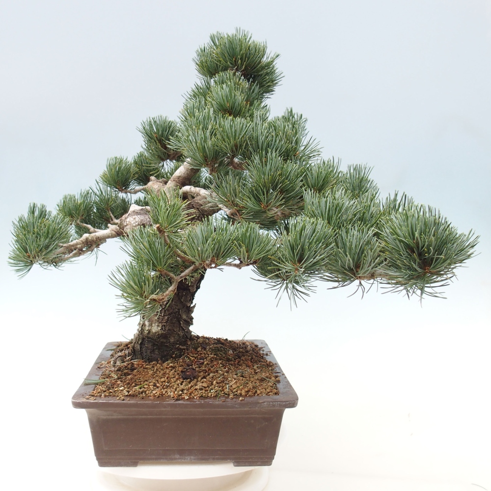 Kültéri bonsai - Pinus parviflora - Pinus parviflora