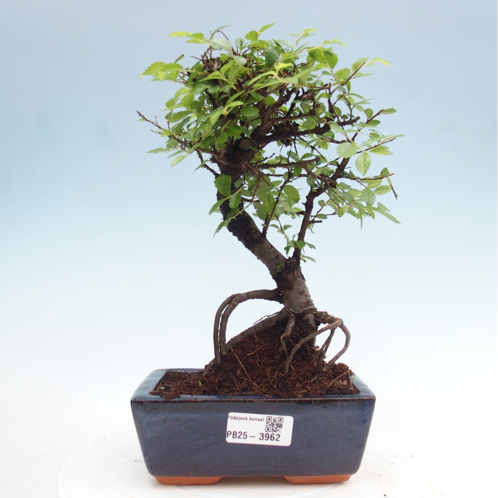 Szobai bonsai - Ulmus parvifolia - Kislevelű szilfa