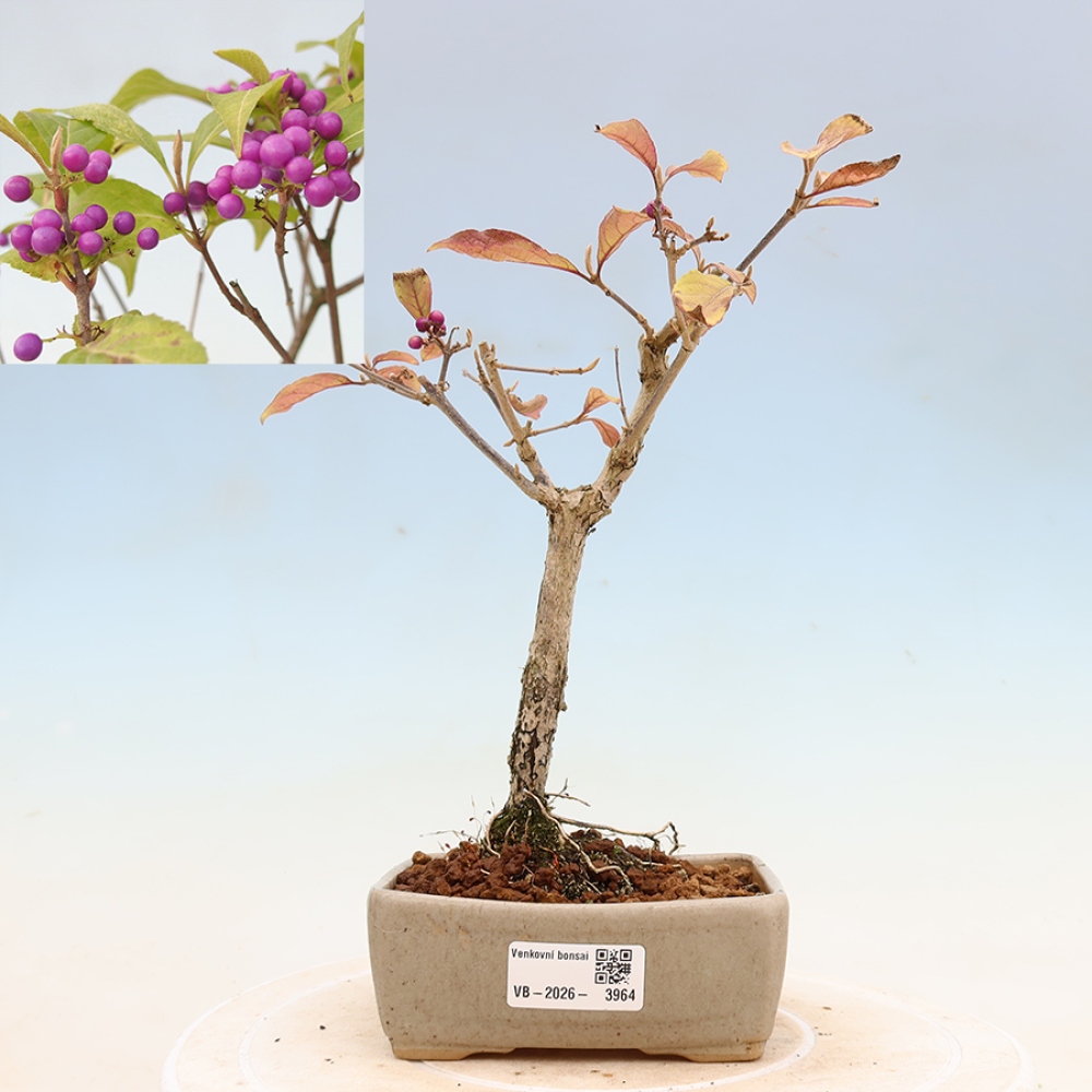 Kültéri bonsai - Callicarpa bodinierova bodinierova profusion