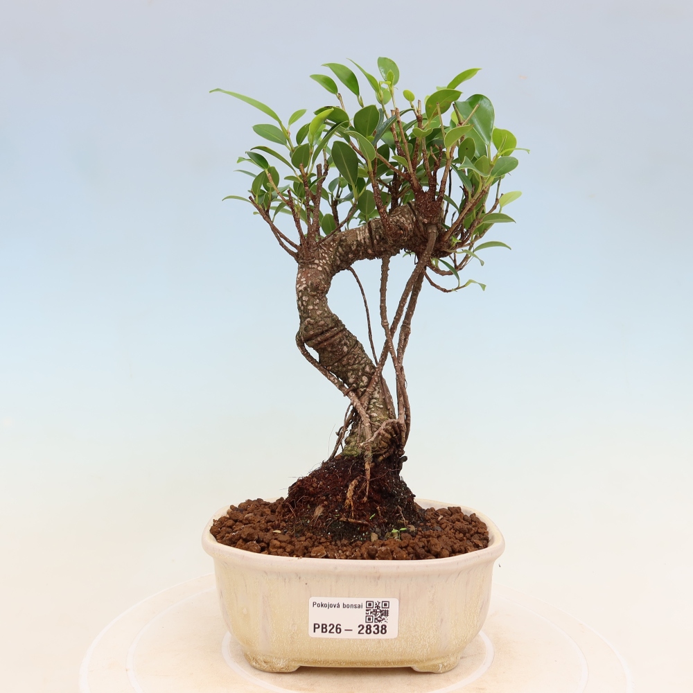 Szobai bonsai - Ficus kimmen - kislevelű fikusz