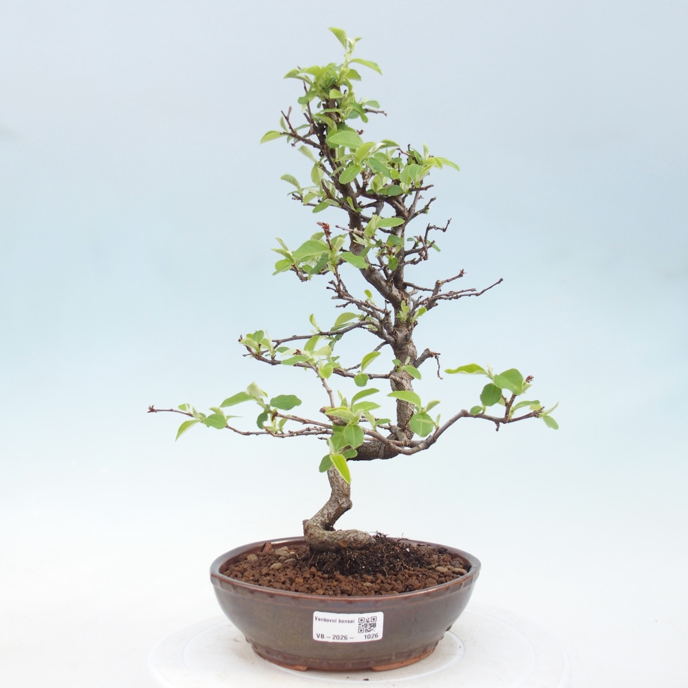 Kültéri bonsai - Chaneomeles chinensis