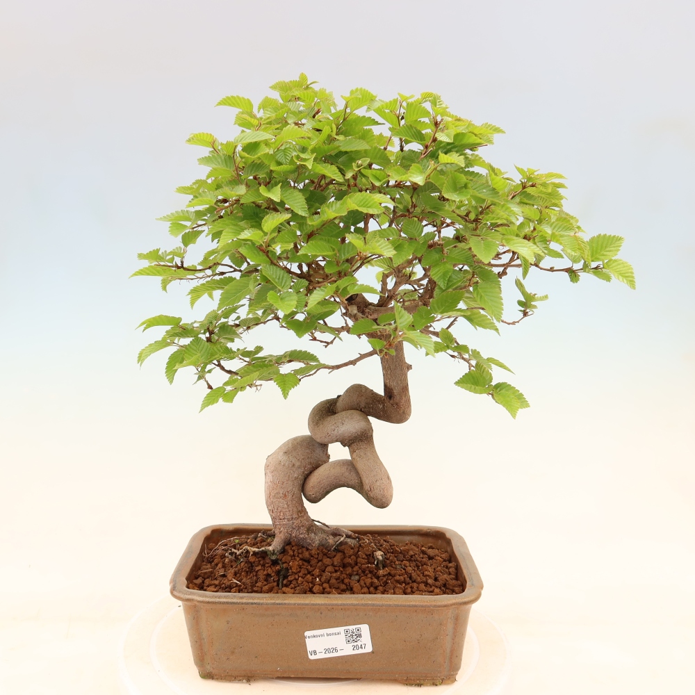 Kültéri bonsai -Carpinus Coreana - Koreai gyertyánfa