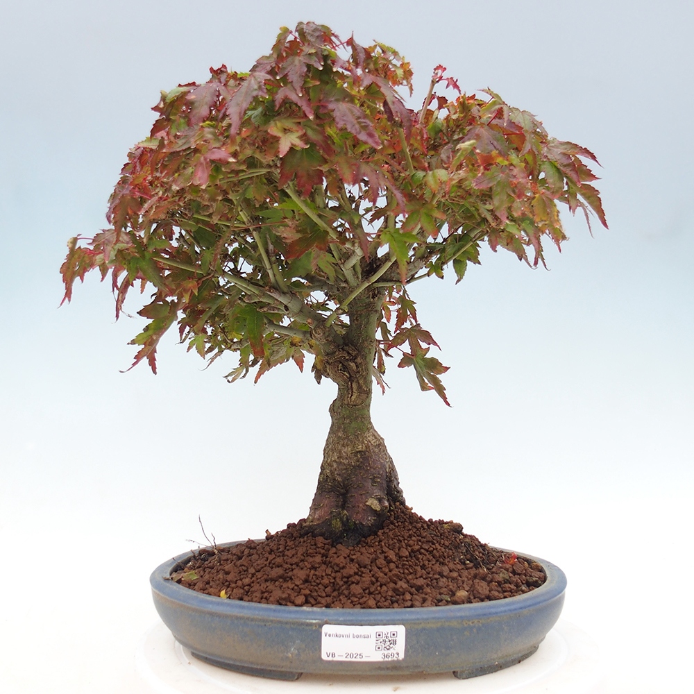Acer palmatum KIOHIME - Pálma juhar