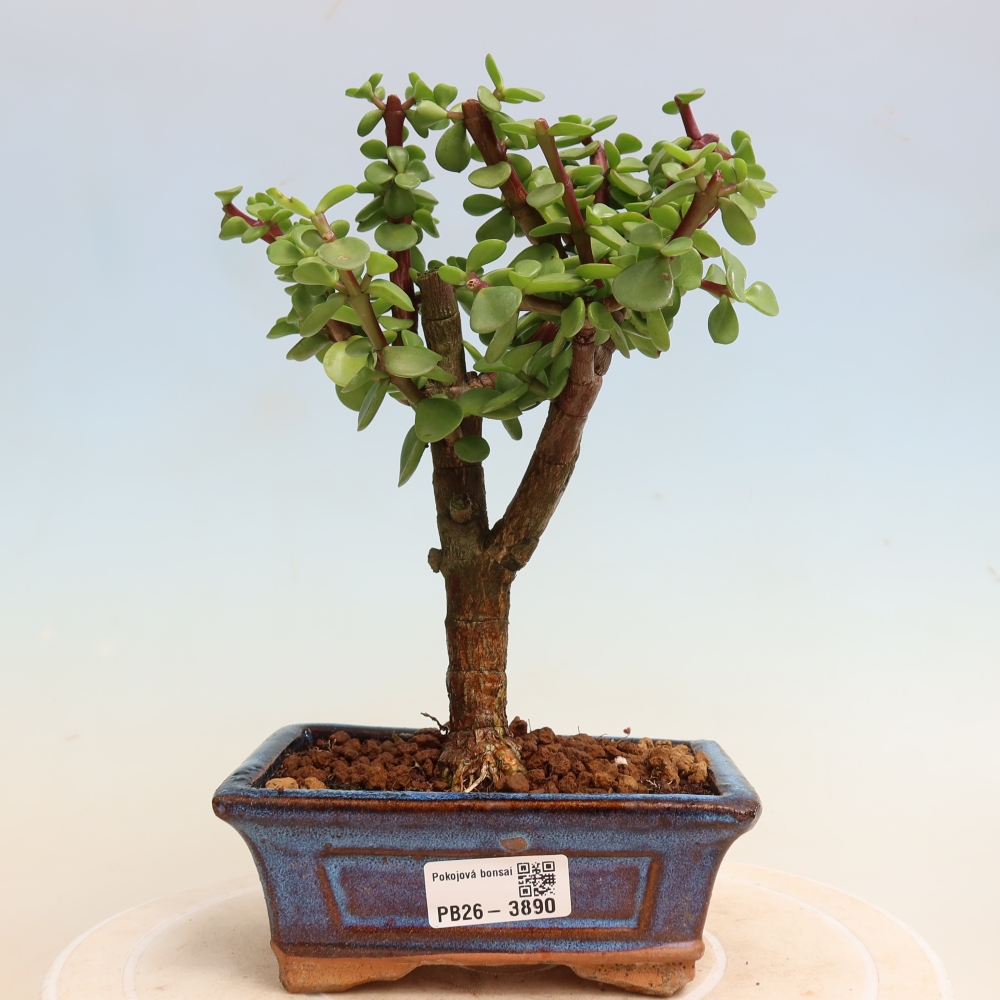 Szoba bonsai - Portulakaria Afra - Tlustice