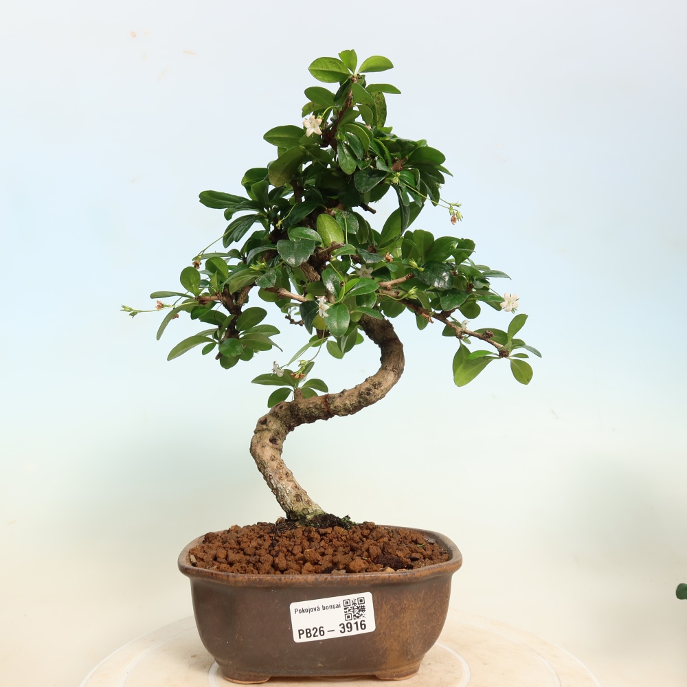 Szobai bonsai - Carmona macrophylla - Tea fuki