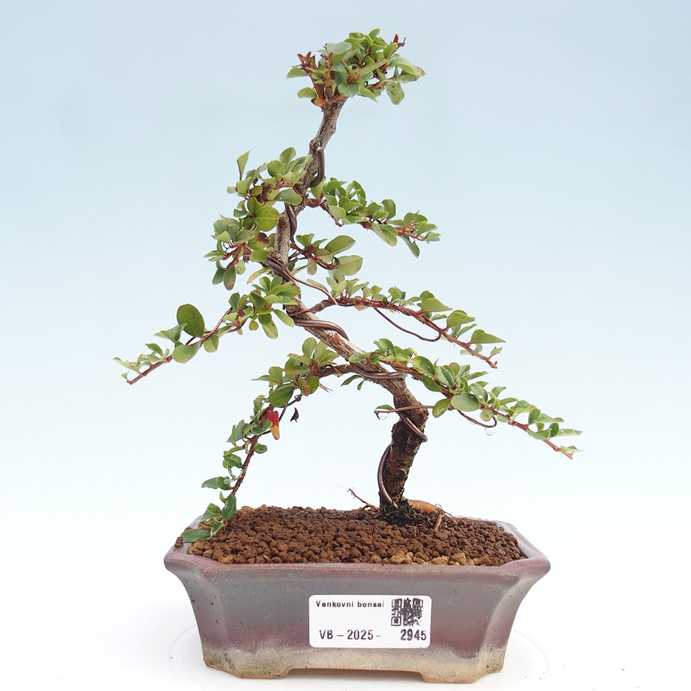 Kültéri bonsai - Cotoneaster horizontalis - Rocky Mountain