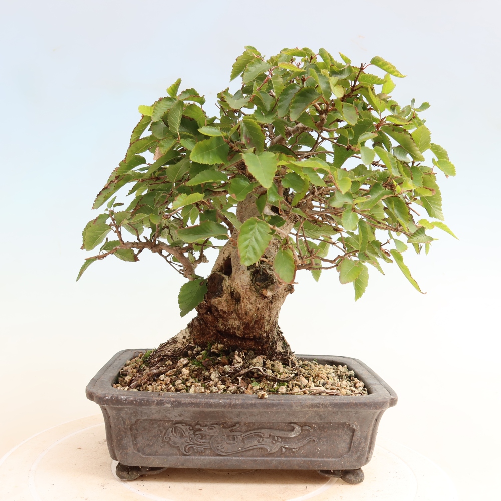 Kültéri bonsai -Carpinus CARPINOIDES - Koreai gyertyánfa