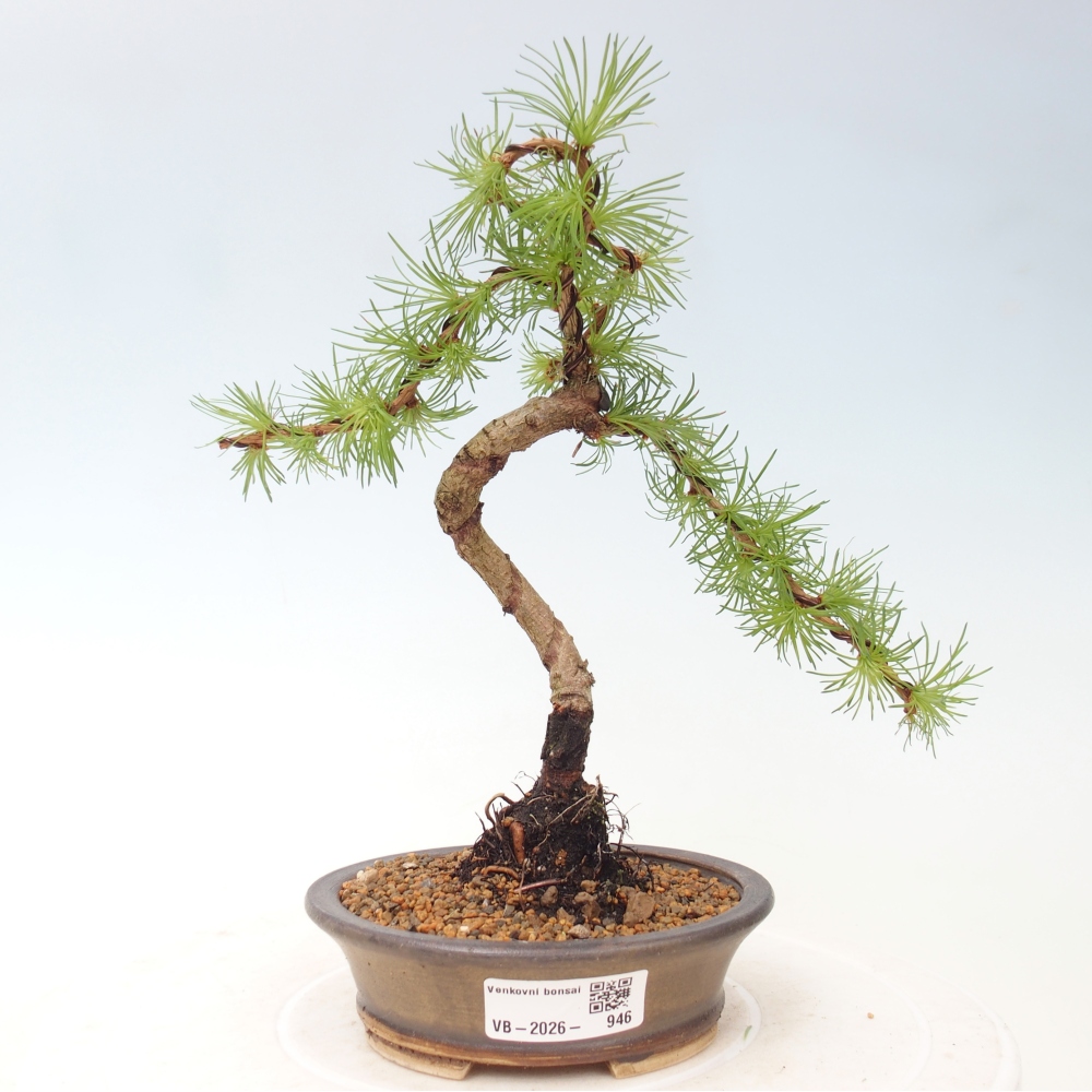 Kültéri bonsai - Larix Kaempferi - Japán vörösfenyő