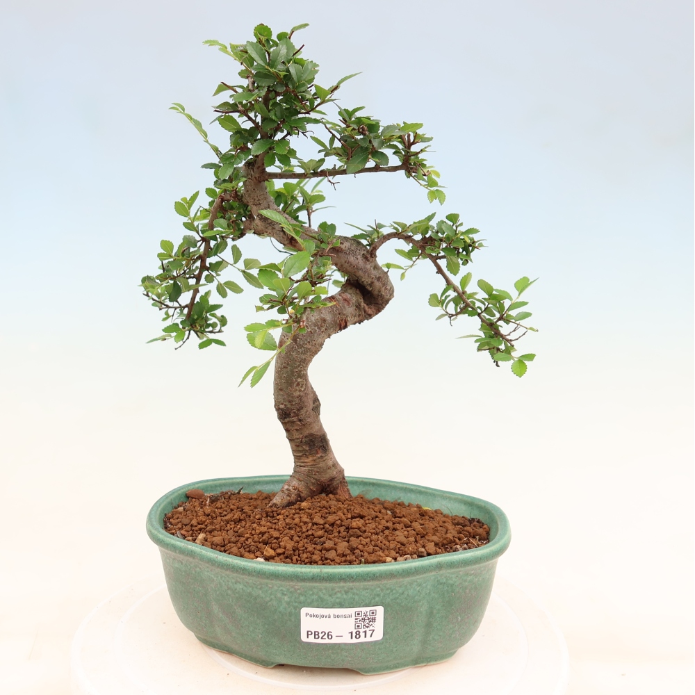 Szobai bonsai - Ulmus parvifolia - Kislevelű szilfa