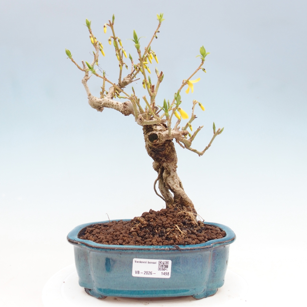 Kültéri bonsai - Zlatice - Forsythia koreana