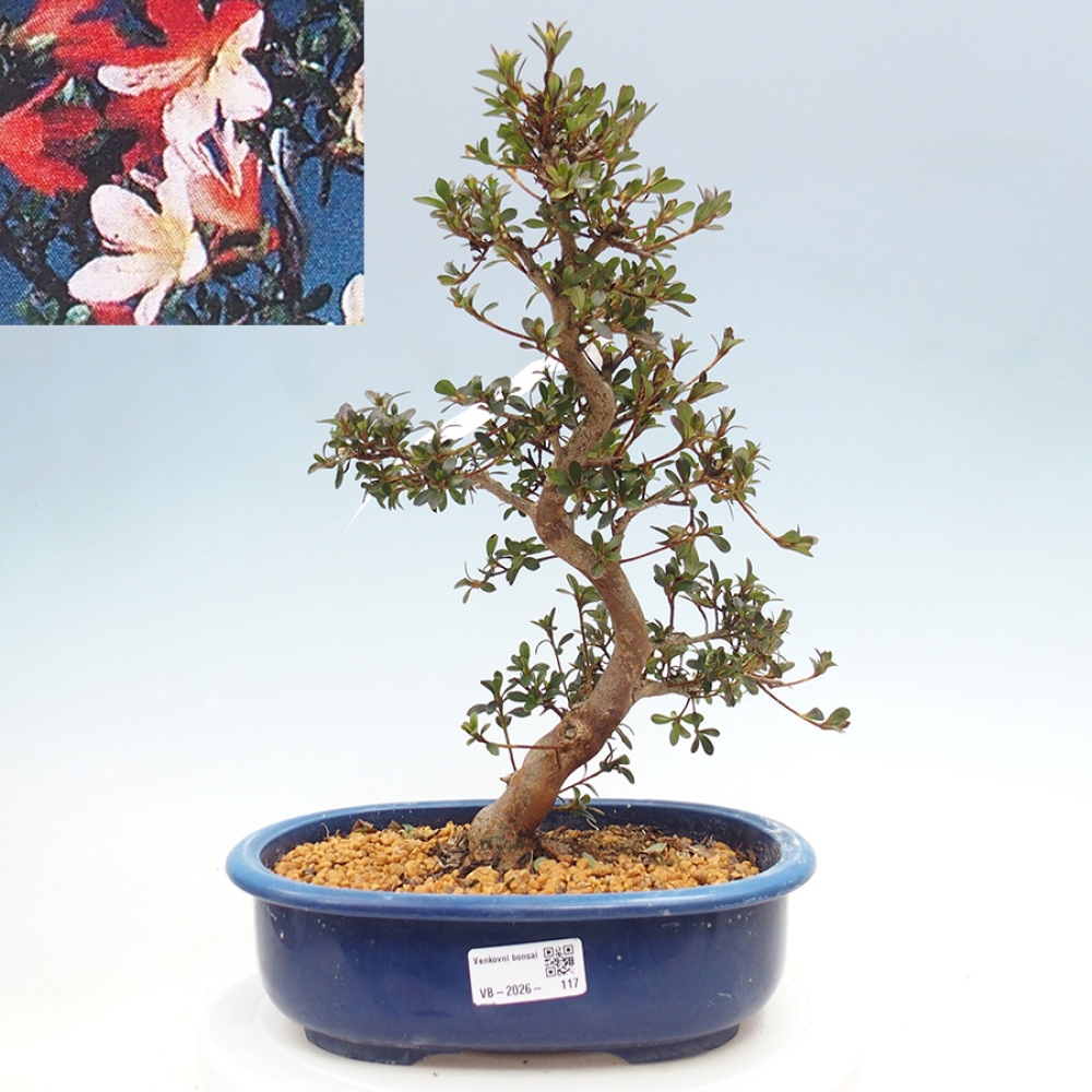 Kültéri bonsai - Japán azálea - Azalea Misaki