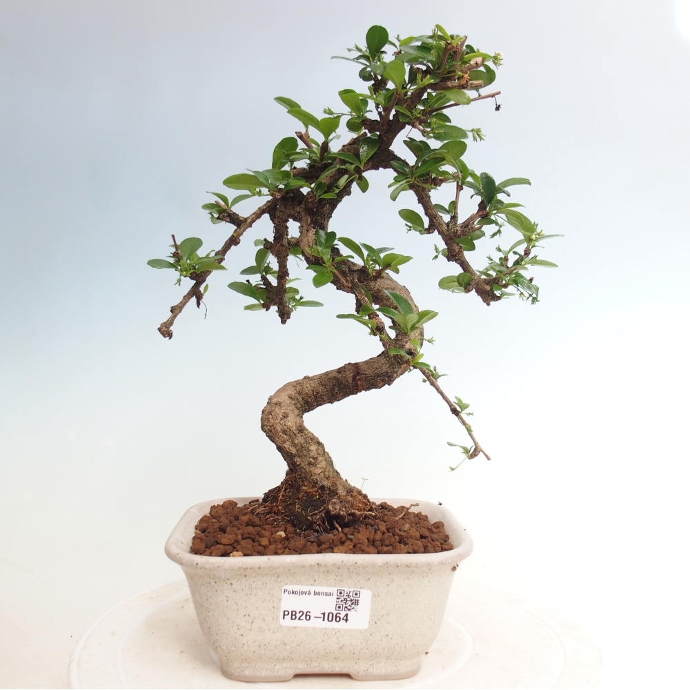 Szobai bonsai - Carmona macrophylla - Tea fuki