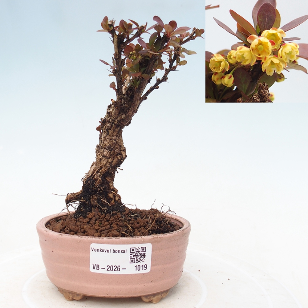 Kültéri bonsai - Berberis Thunbergii Bagatelle