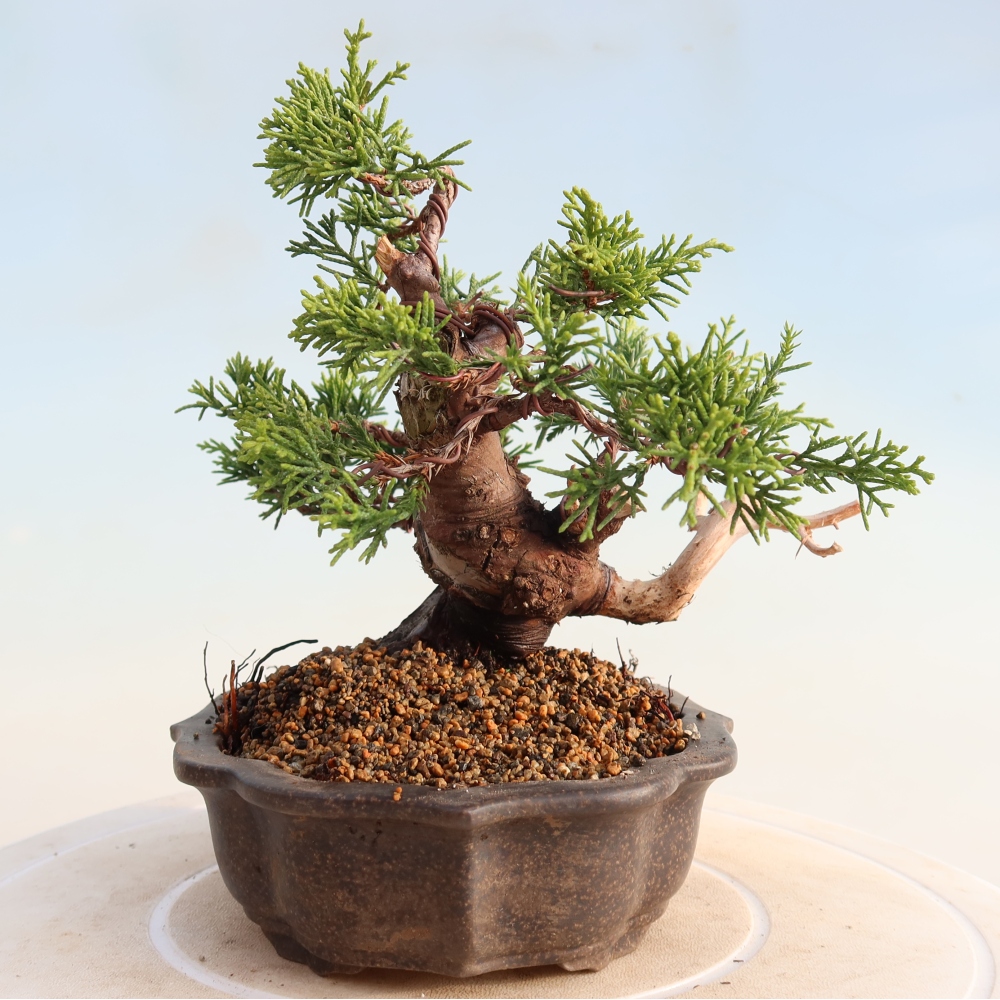 Kültéri bonsai - Juniperus chinensis Itoigawa