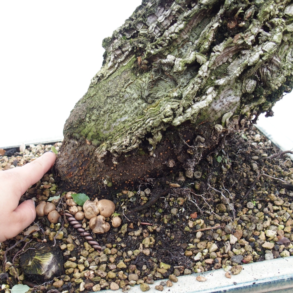 kültéri bonsai Quercus suber - parafa tölgy