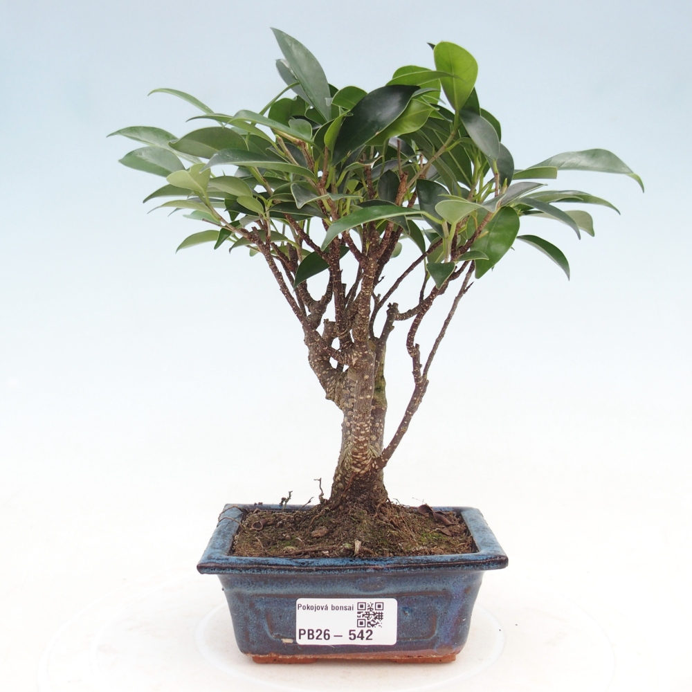 Szoba bonsai Ficus retusa kimmen